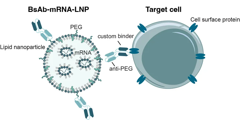 mRNA cancer vaccine delivery: bispecific antibody targeting enables personalised mRNA immunotherapy by bridging mRNA-LNP to target cell surfaces