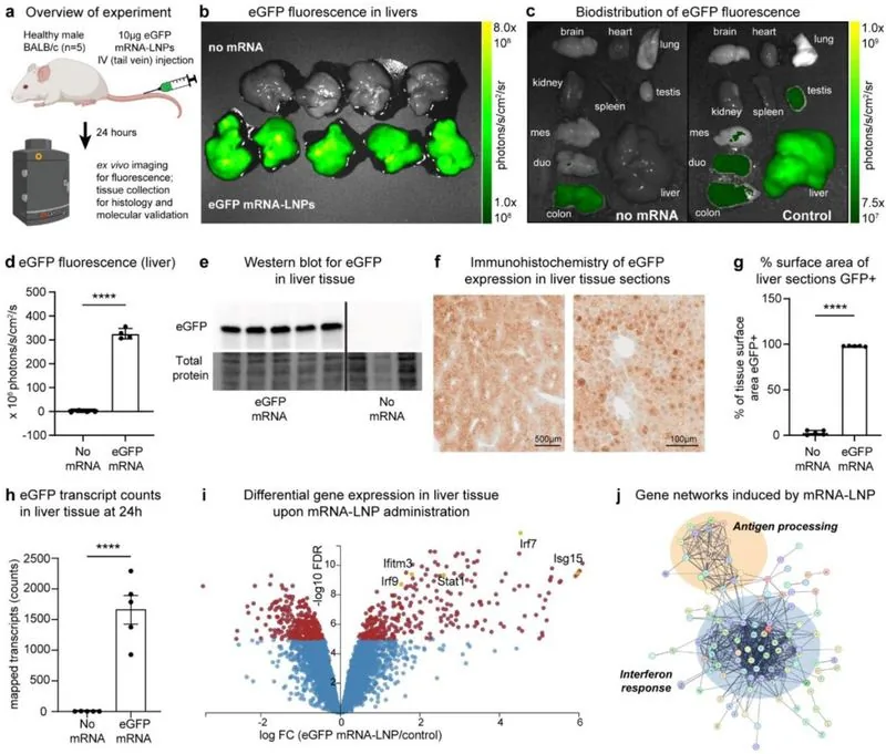 Graphical abstract